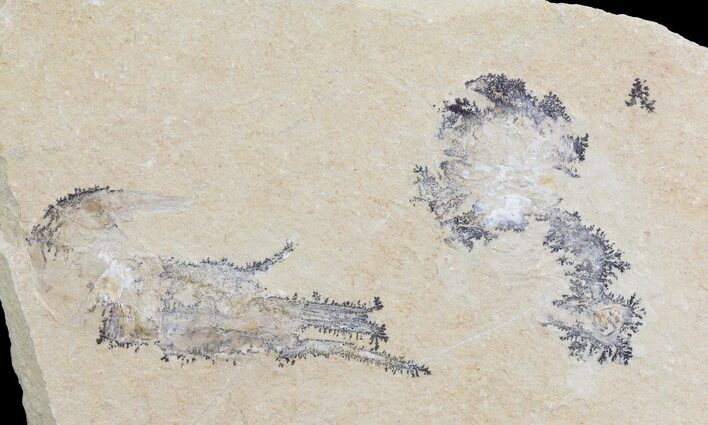 Cretaceous Fossil Shrimp - Lebanon #69991